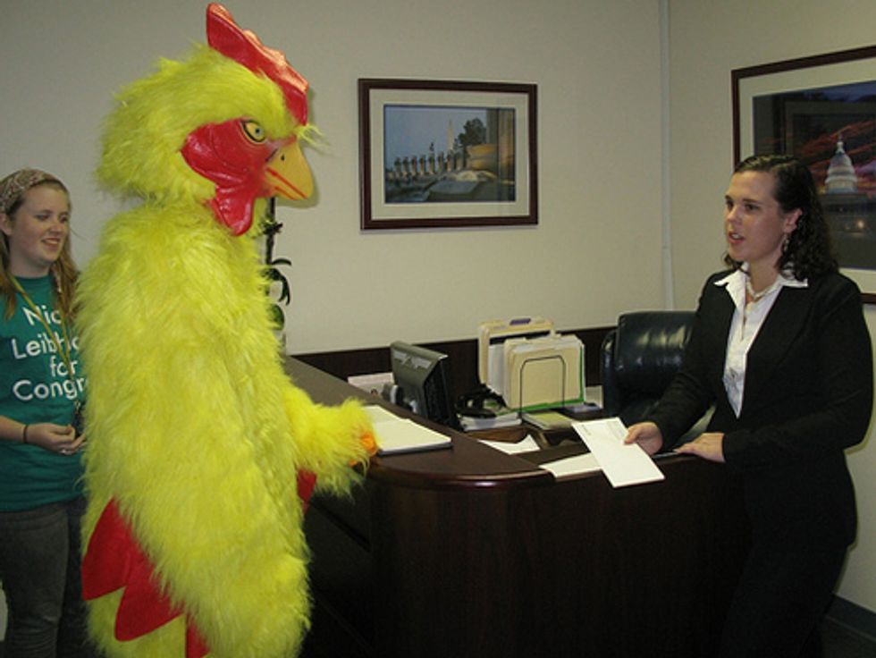 Chicken Terrorizes California Congressman