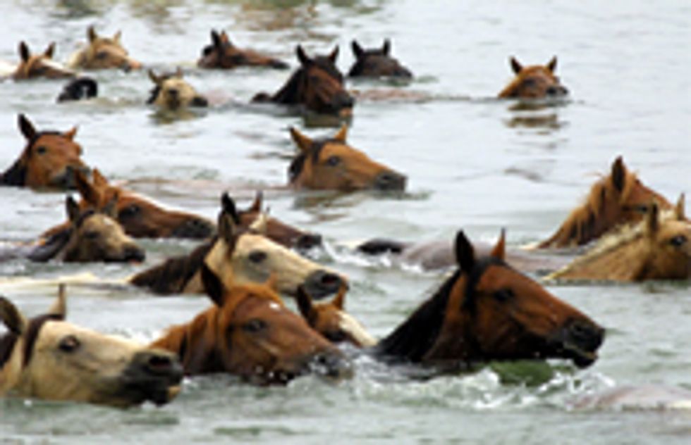 Tim Kaine Talks To Reporters At Creepy Horse-Drowning Festival