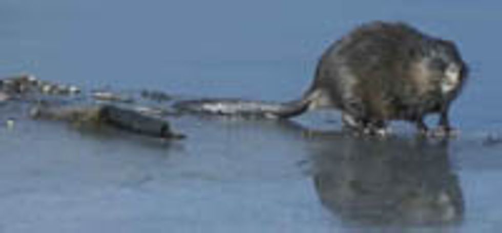 Why Do Muskrats Hate America?