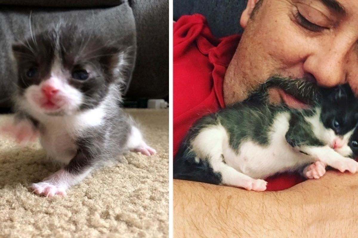 Runty Kitten Born and Abandoned in a Car, Finds Someone to Love and Snuggle