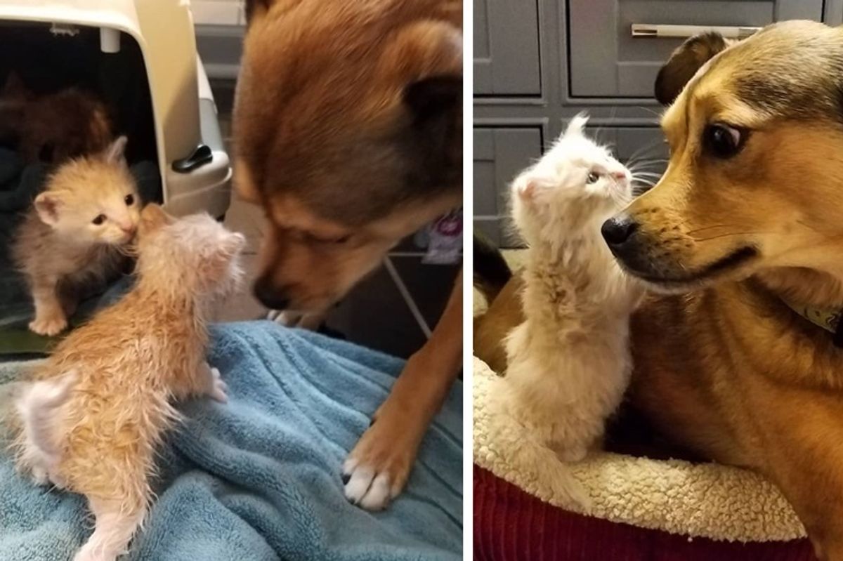 Dog Helps Rescue Kittens On Rainy Day and the Kitties Think He's Their Dad