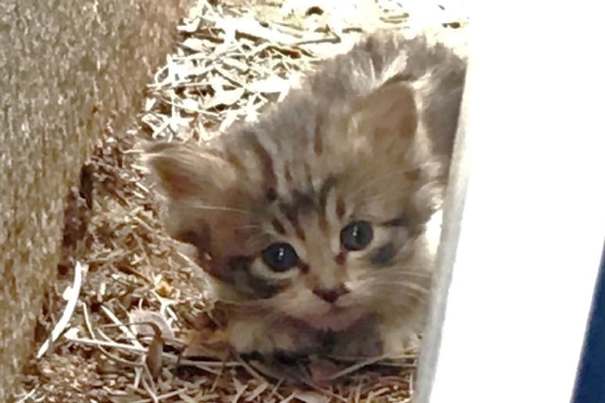 Kitten Ran Around Parking Lot, Trying to Hide Until Woman Found Her and Turned Her Life Around