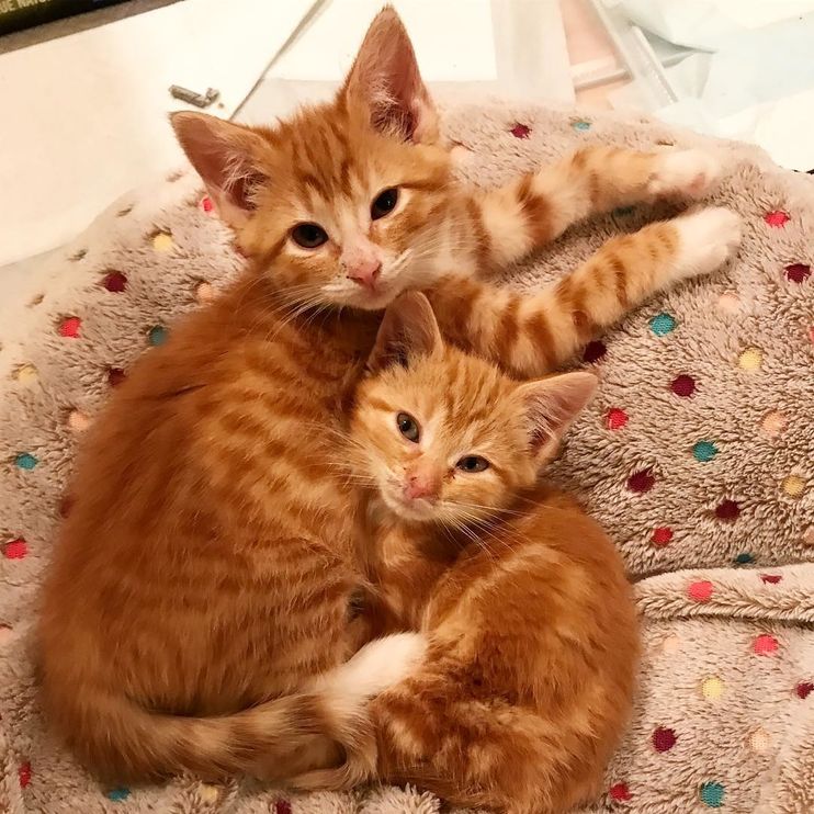 2 Shy Kitten Sisters Learn to Trust and Love from Blind Ginger Cat - Love  Meow