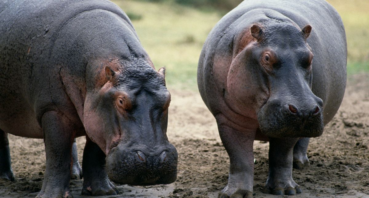 Hippopotamus Poop Is Killing Fish In Droves—Nature Is Wild