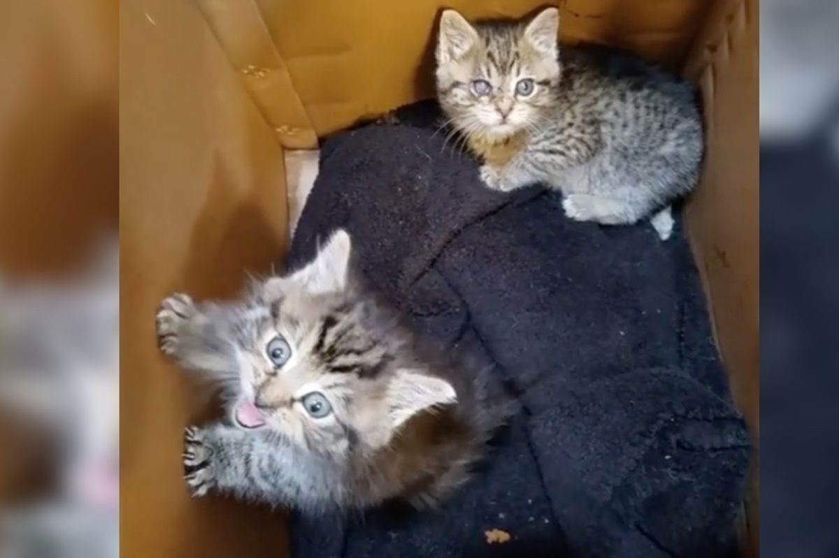 Kittens Found Crying in a Gutter, Get Help and Food and Can't Stop Purring