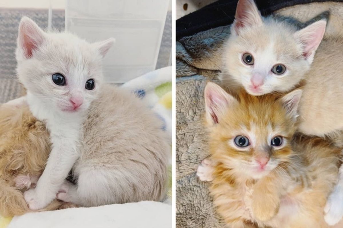 Kitten Keeps Her Shy Brother Comforted After They Were Found Abandoned in a Yard