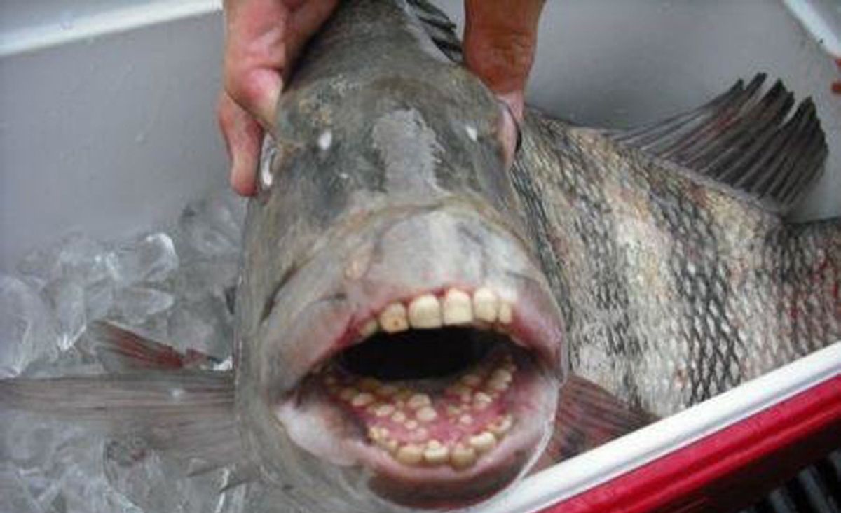 People Are Completely Weirded Out By This Fish With Human Teeth