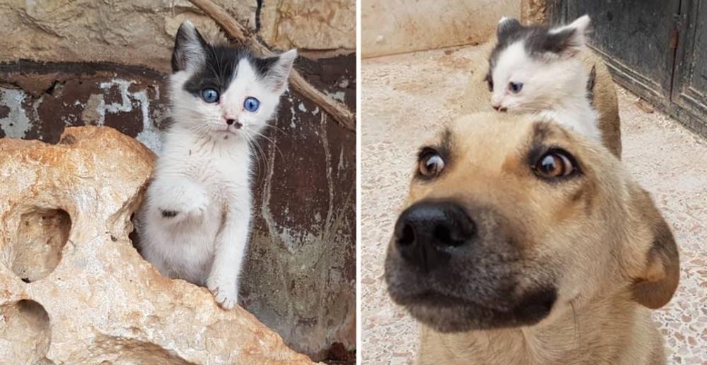 Orphan Kitten Walks Up to Dog Who Lost Her Pups, and Becomes Her Kitten