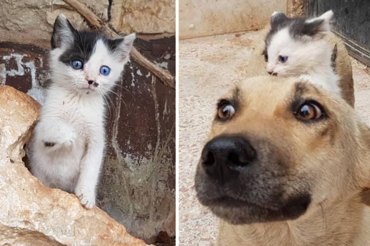 Orphan Kitten Walks Up to Dog Who Lost Her Pups, and Becomes Her Kitten