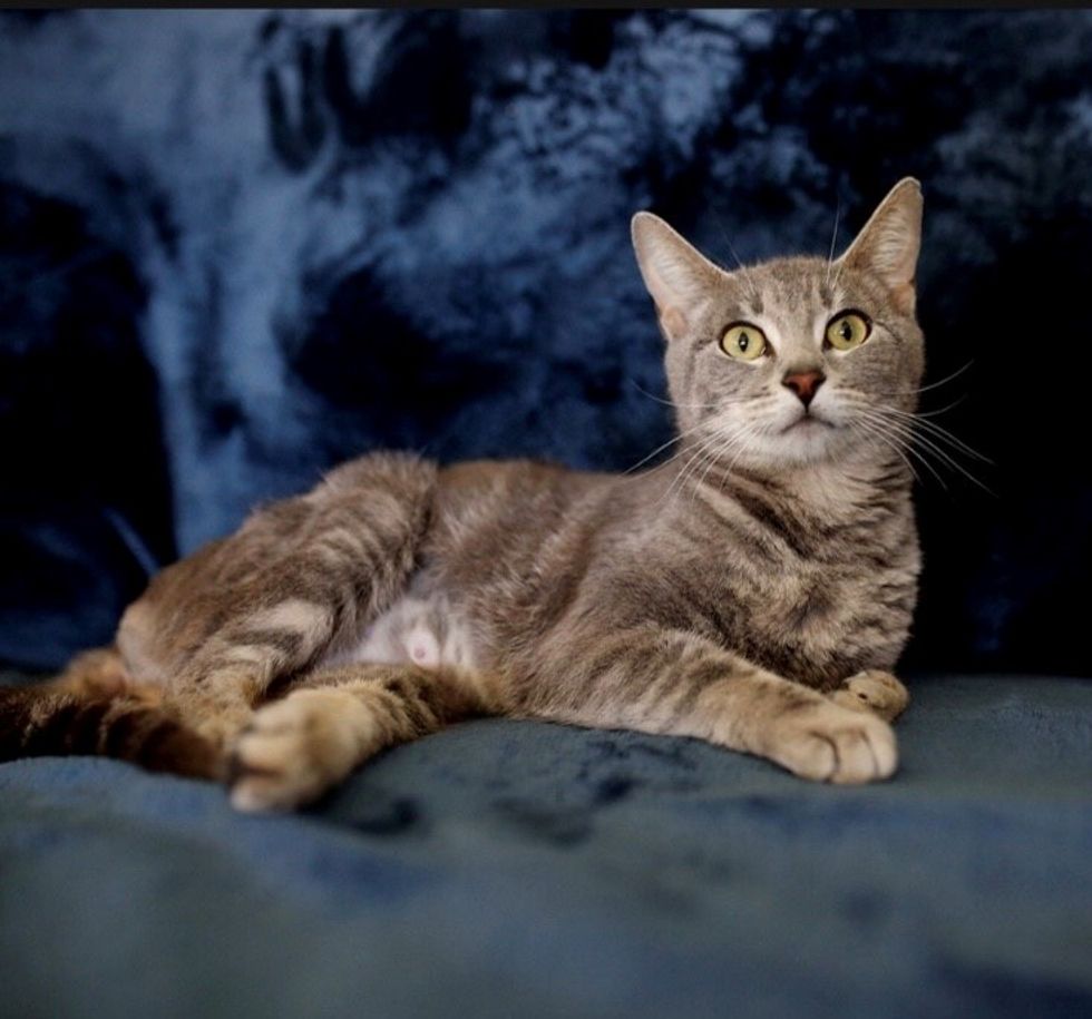 Paralyzed Stray Cat Survived Against All Odds So Her Kittens Could Live ...