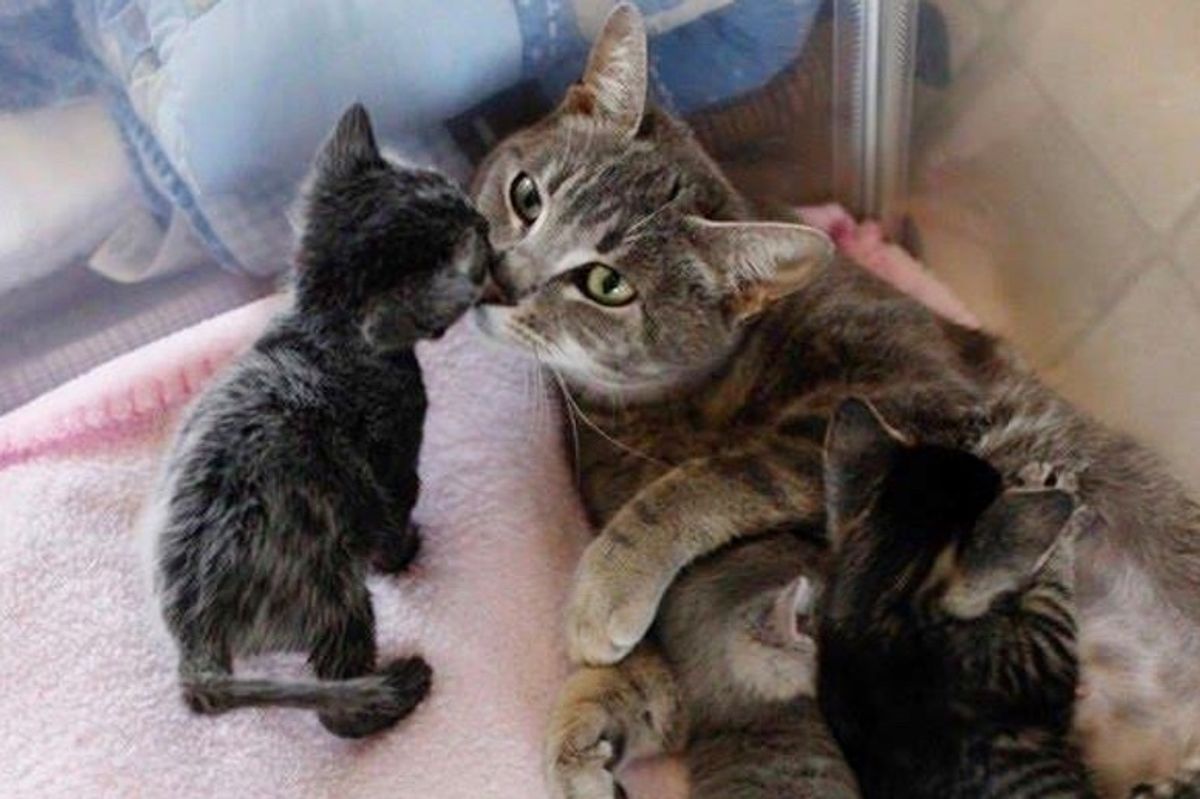 Paralyzed Stray Cat Survived Against All Odds So Her Kittens Could Live