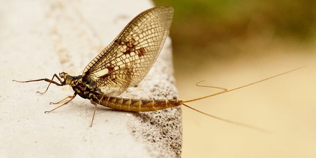 A swarm of mayflies made a Louisiana gas station look like a horror
