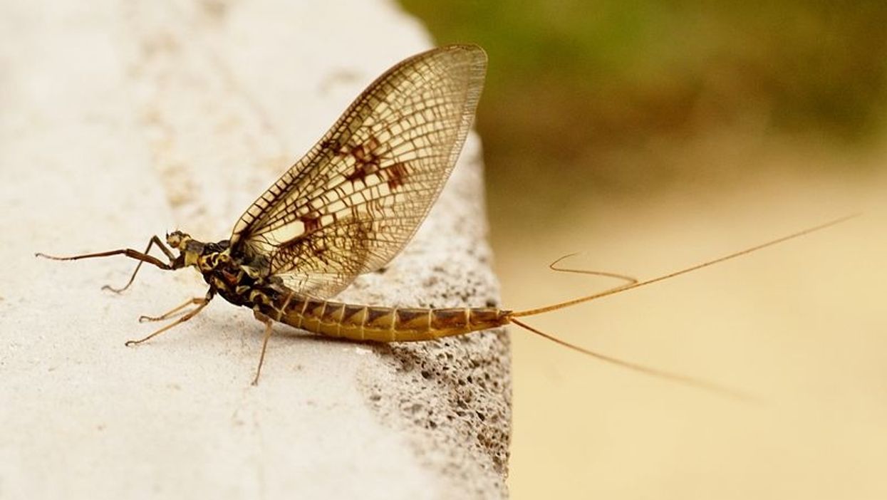 A swarm of mayflies made a Louisiana gas station look like a horror movie