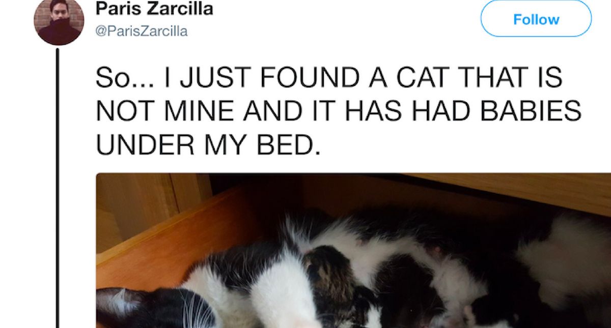 Man Finds A Strange Cat And 4 Kittens Under His Bed—And He's Suddenly A 'Cat Dad'