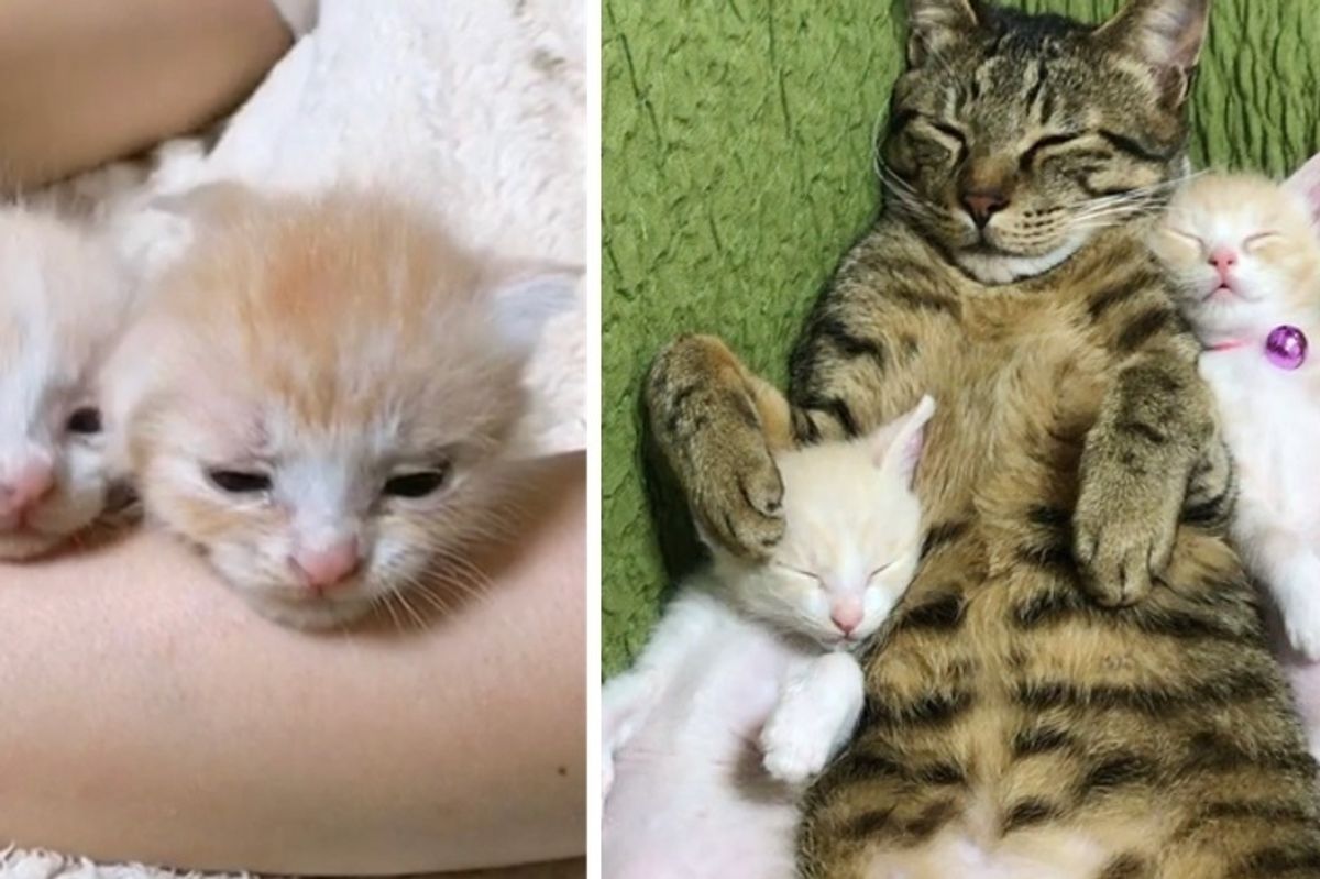 Orphaned Kittens Saved In Nick of Time, Finds New Dad in Tabby Cat