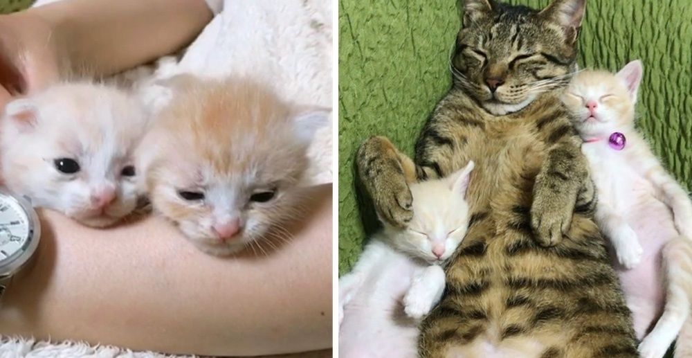 Фото Котенка И Взрослого Кота