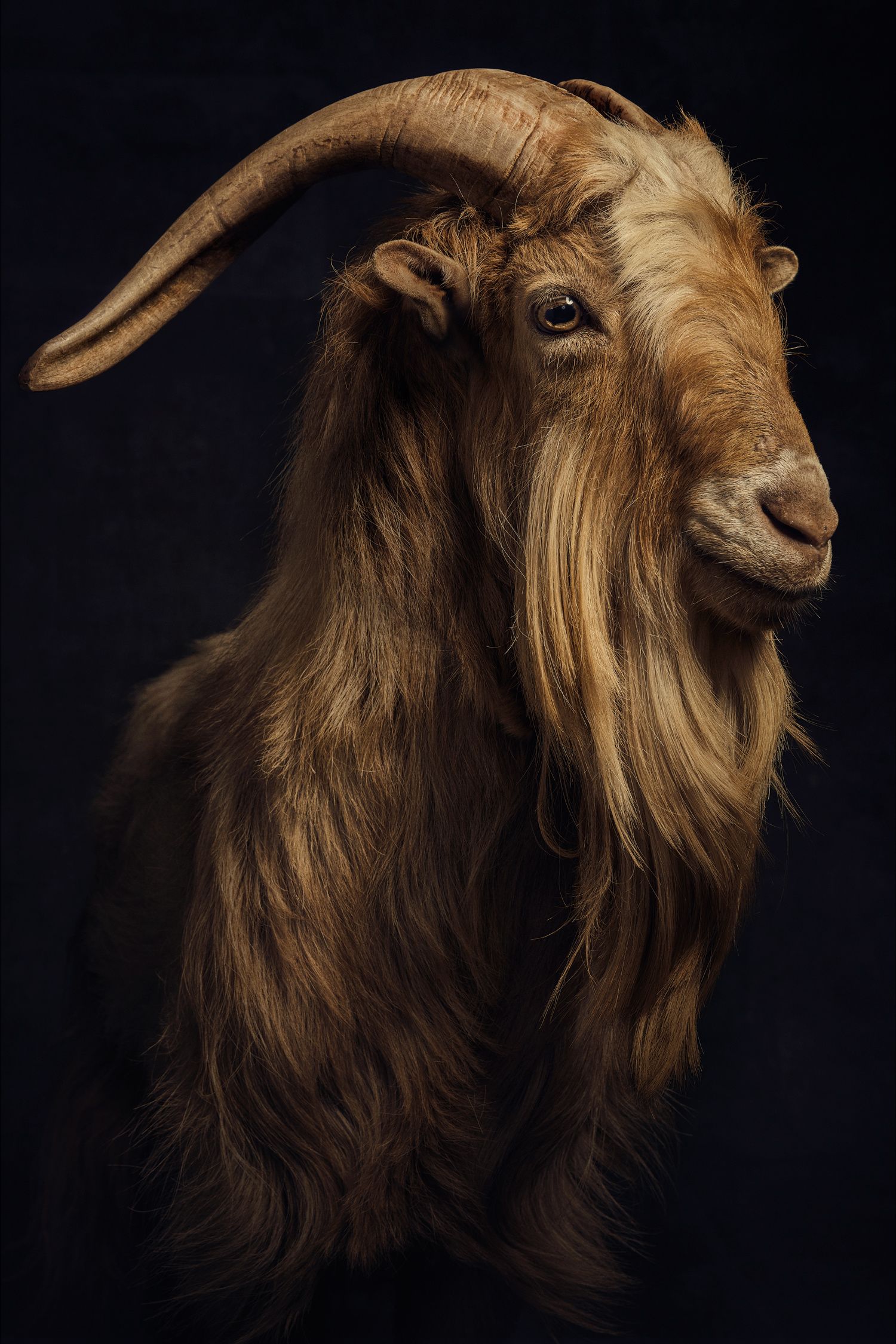 1242x2688 Resolution GOAT Lionel Mess PSG Iphone XS MAX Wallpaper   Wallpapers Den