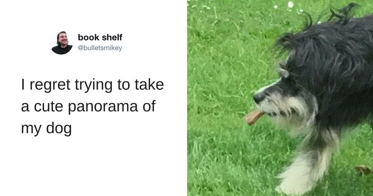 Dog Ends Up the Victim of a Panoramic Photo Failâ€”& We Can't Look Away ðŸ˜‚