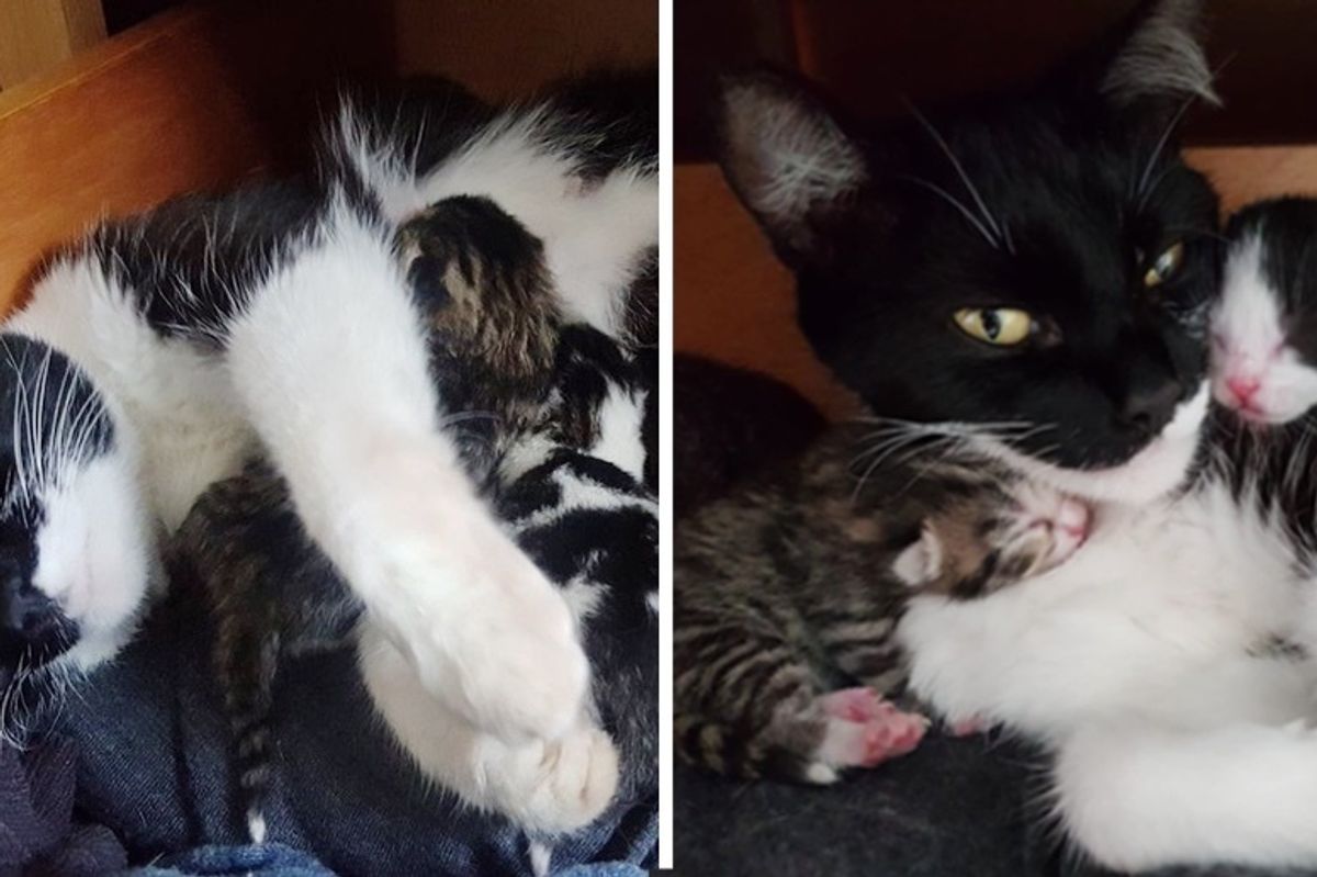 Man Finds Cat Who Just Had Kittens Under His Bed But He Doesn't Own a Cat