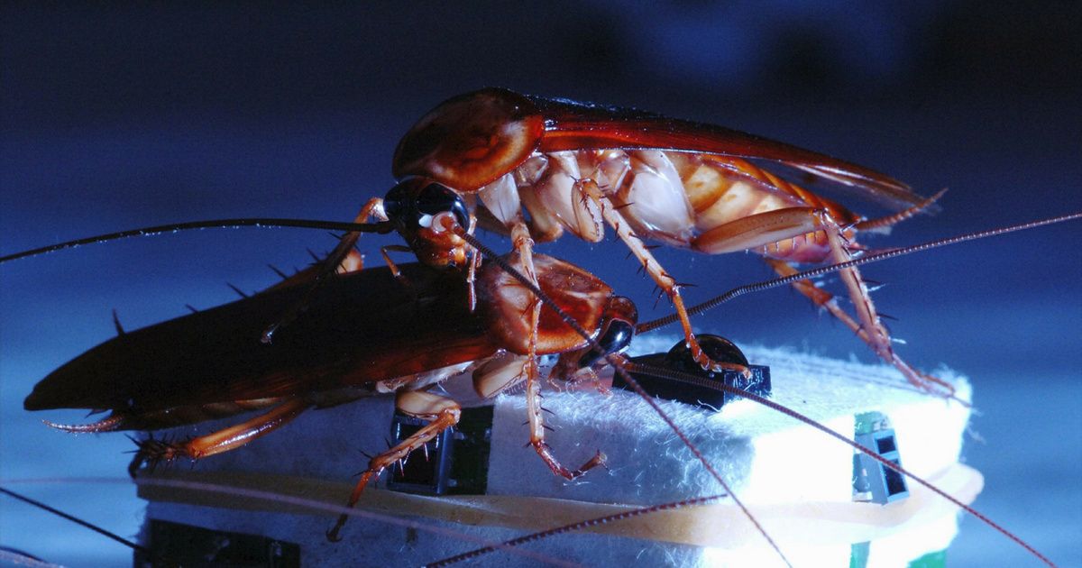 Cockroach Crawls In Man's Ear, Leaves Eggs—& He "Heard It Die" In His Head