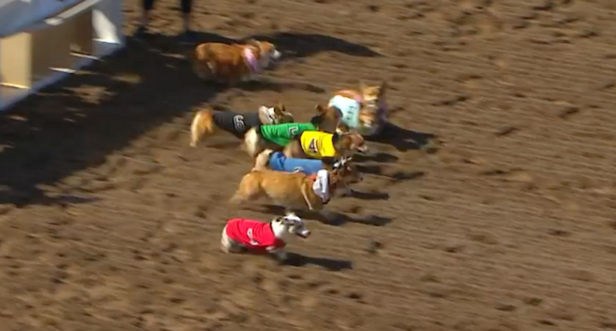 Corgis Take Over A California Race Track—And Everyone Is A Winner, Honestly
