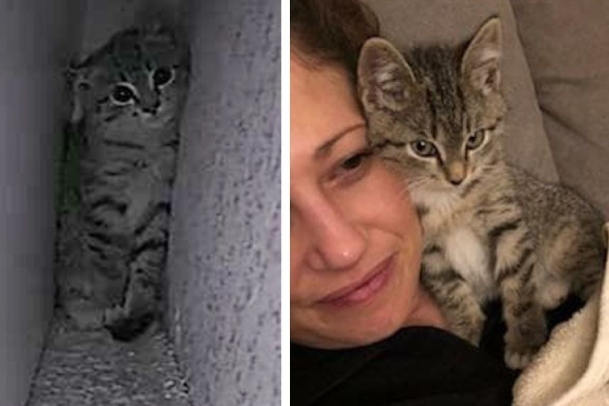 Frightened Kitten Saved from Busy Street, Finds Someone to Love and Won't Let Go