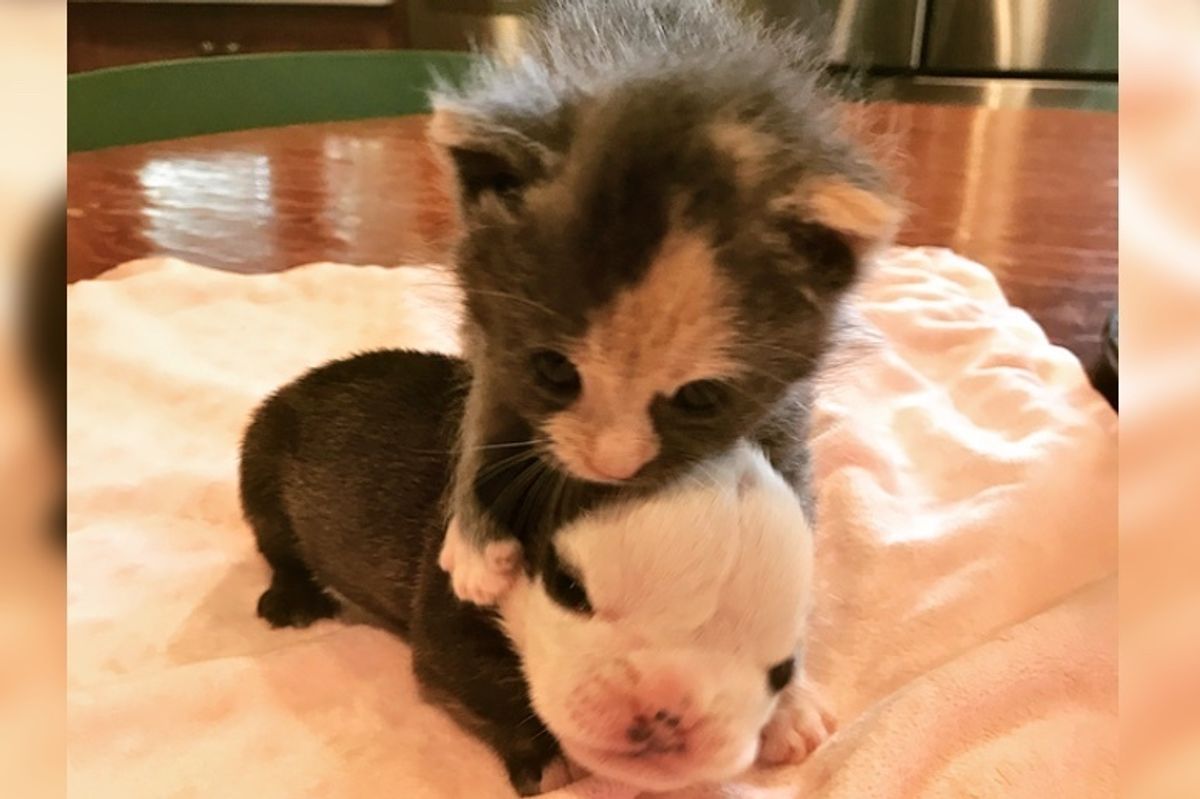 Abandoned Kitten Finds Comfort in Special Needs Puppy Who Needed a Friend