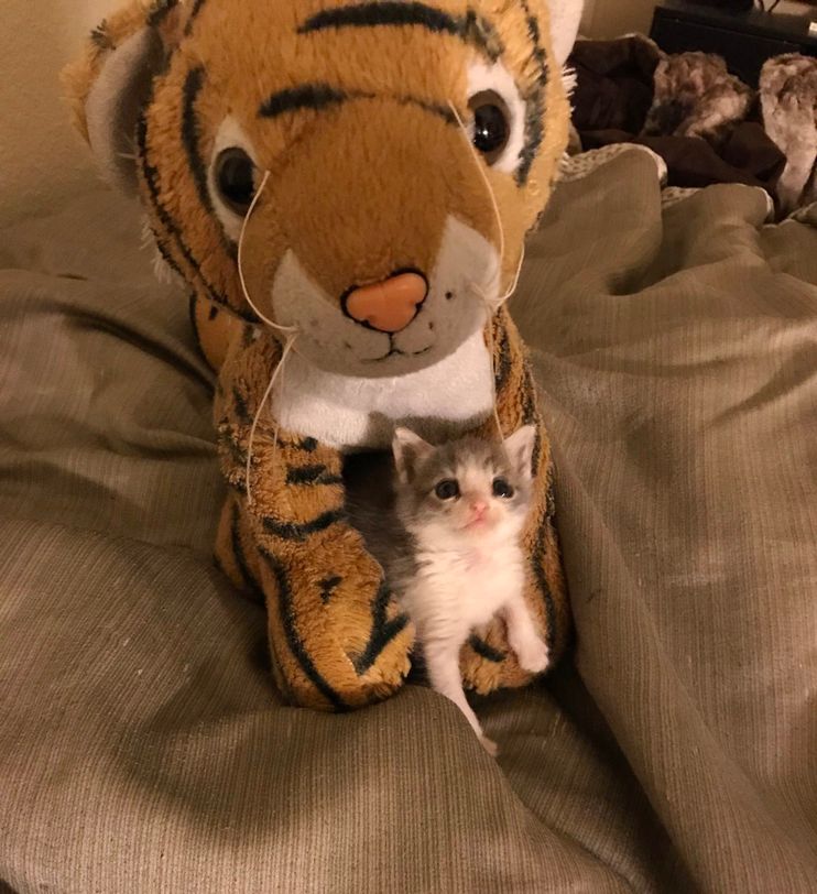 3 Orphaned Tiger Cubs Snuggle Up To Cuddly Toy Mum