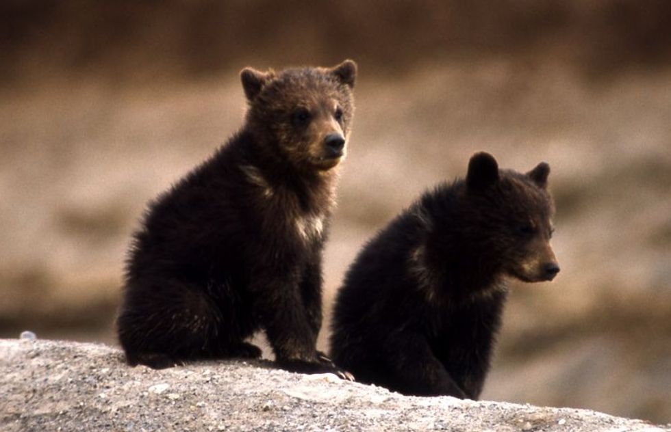 Ryan Zinke Loves The Trees. They're Great Cover For Shooting Baby Bears.