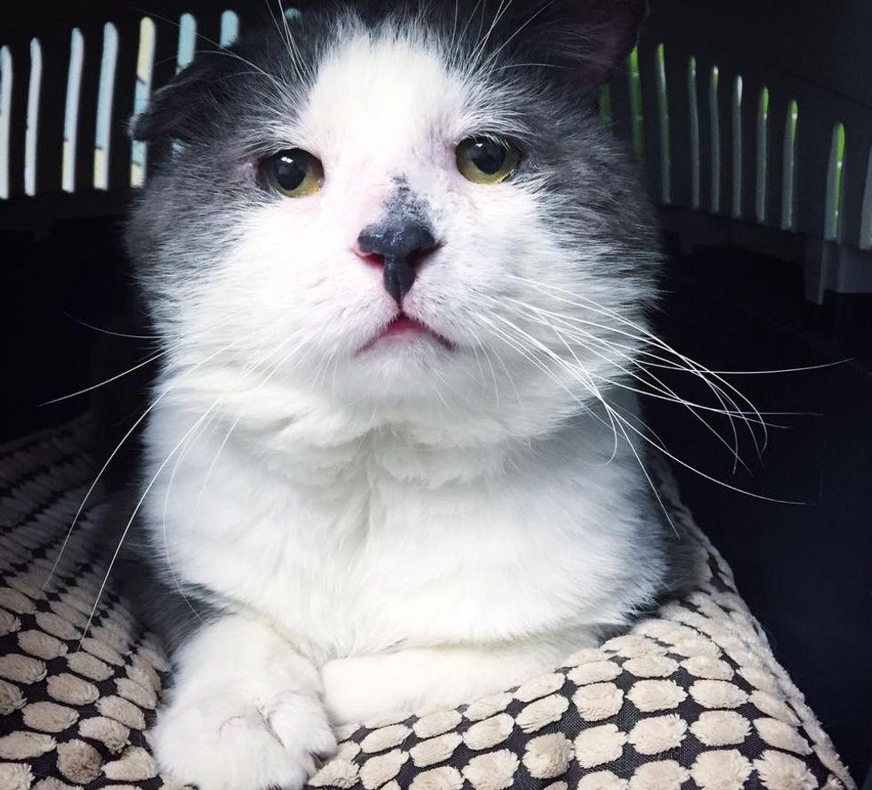 Cat Who Lived Most of His Life as Stray, Finally Has His Dream Come ...