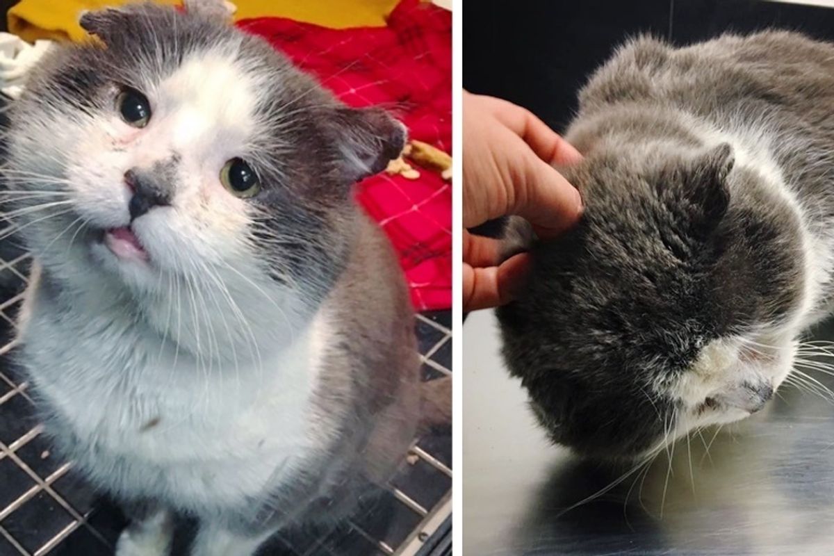 Cat Who Lived Most of His Life as Stray, Finally Has His Dream Come True