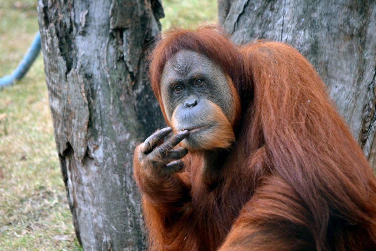 Anche per gli animali la matematica non è mai un’opinione