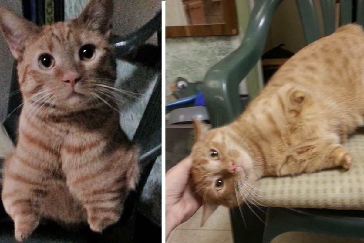 Cat Born with 2 Legs Rescued from Street, Hops His Way into Woman's Heart