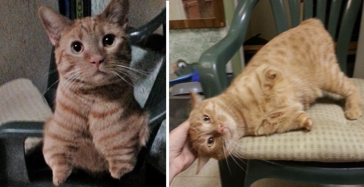 Cat Born with 2 Legs Rescued from Street, Hops His Way into Woman's Heart