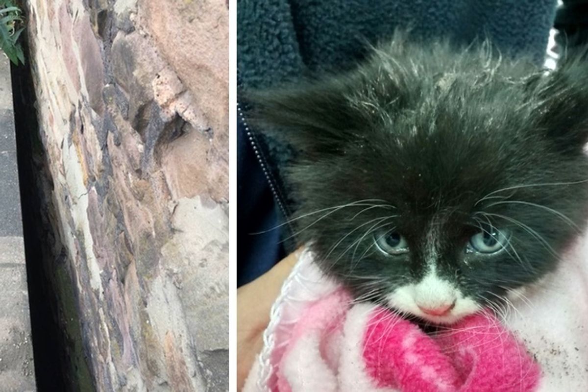 Kitten Found Trapped in Dark, Narrow Gap, Cuddles Rescuer for Comfort After Being Saved