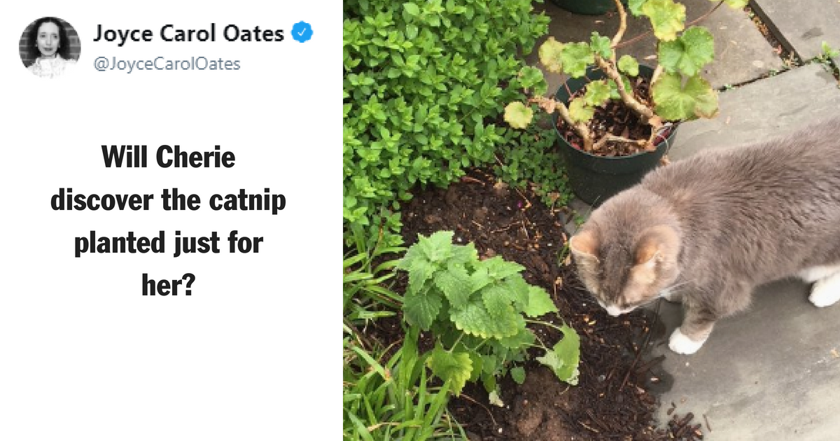 Cat Owners Are Planting Catnip Gardens, And The Results Are Just What You'd Expect 😻