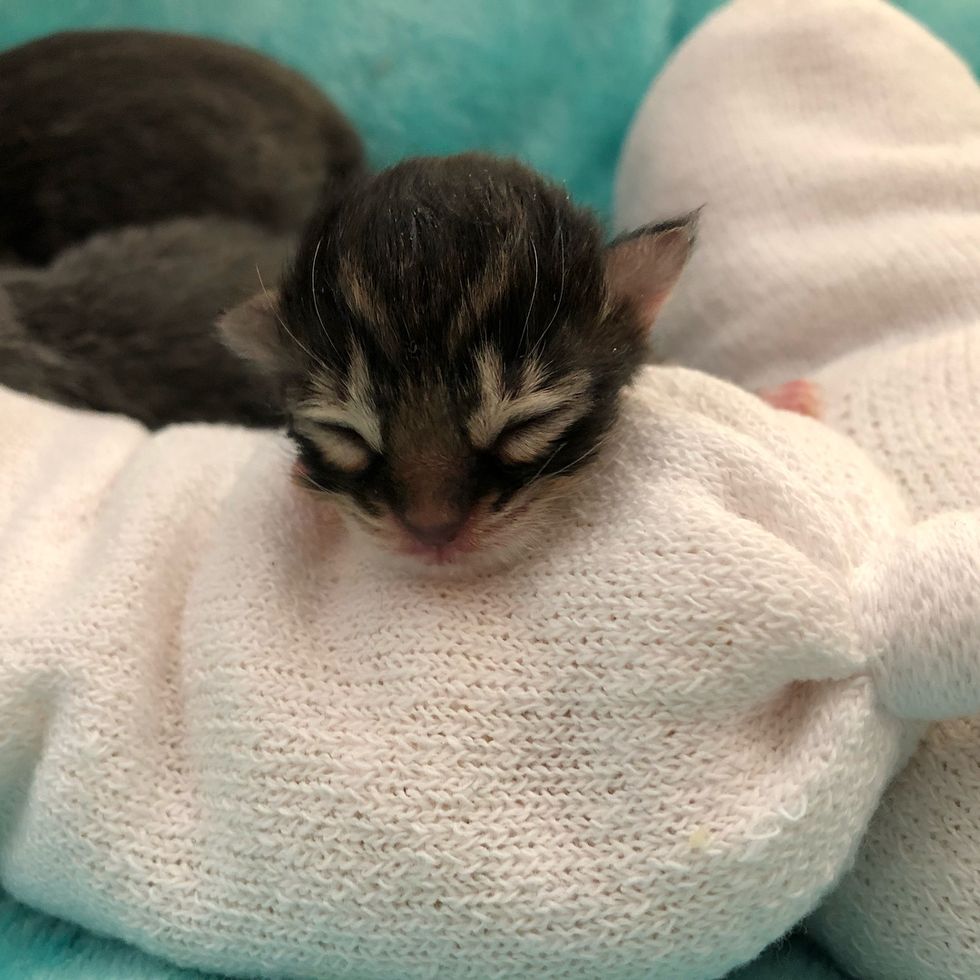 Kitten Found Abandoned in a Bush Just Hours Old, Has Her Life Turned ...