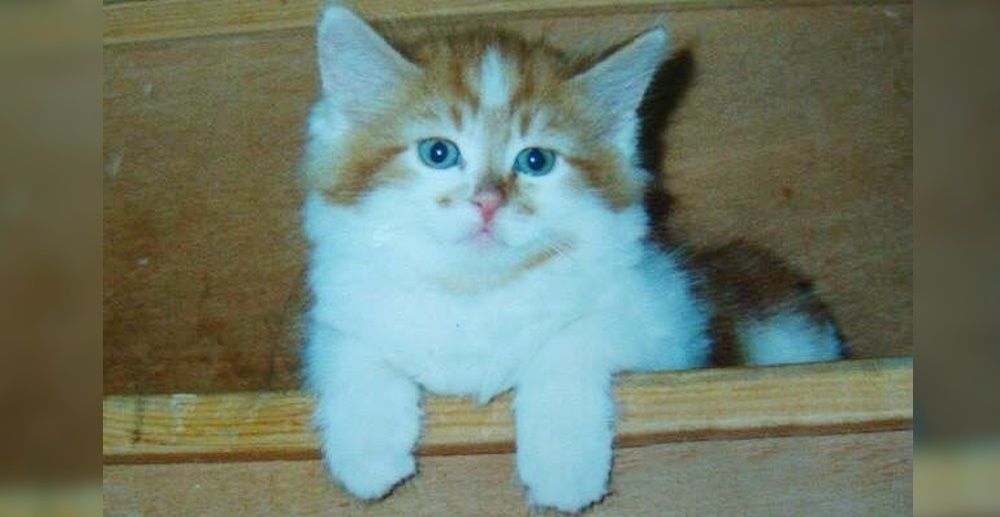 kitten years