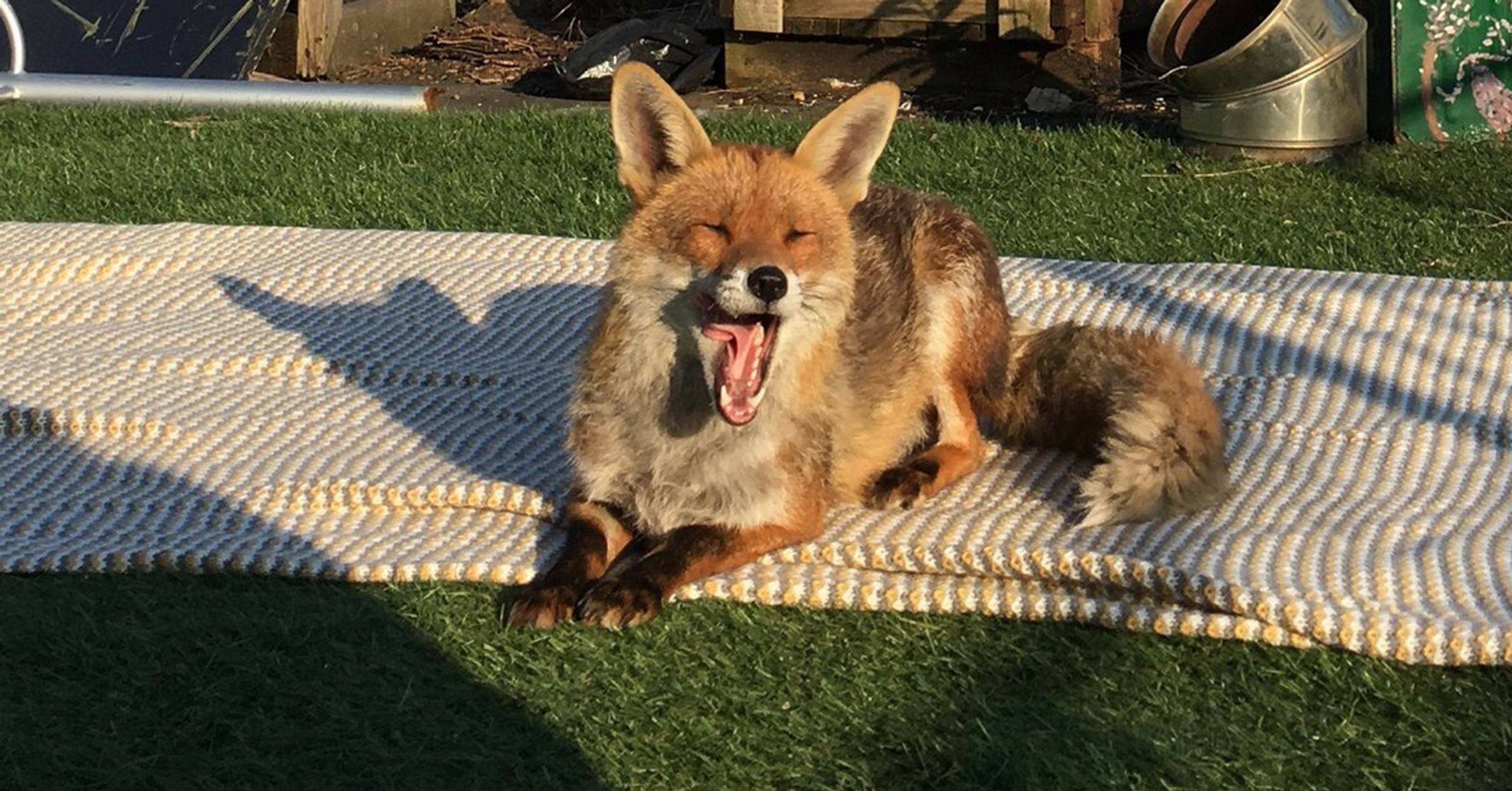 Fox Casually Strolls Onto A Rooftop To Sunbathe—And It's Living Its Best Life, Honestly