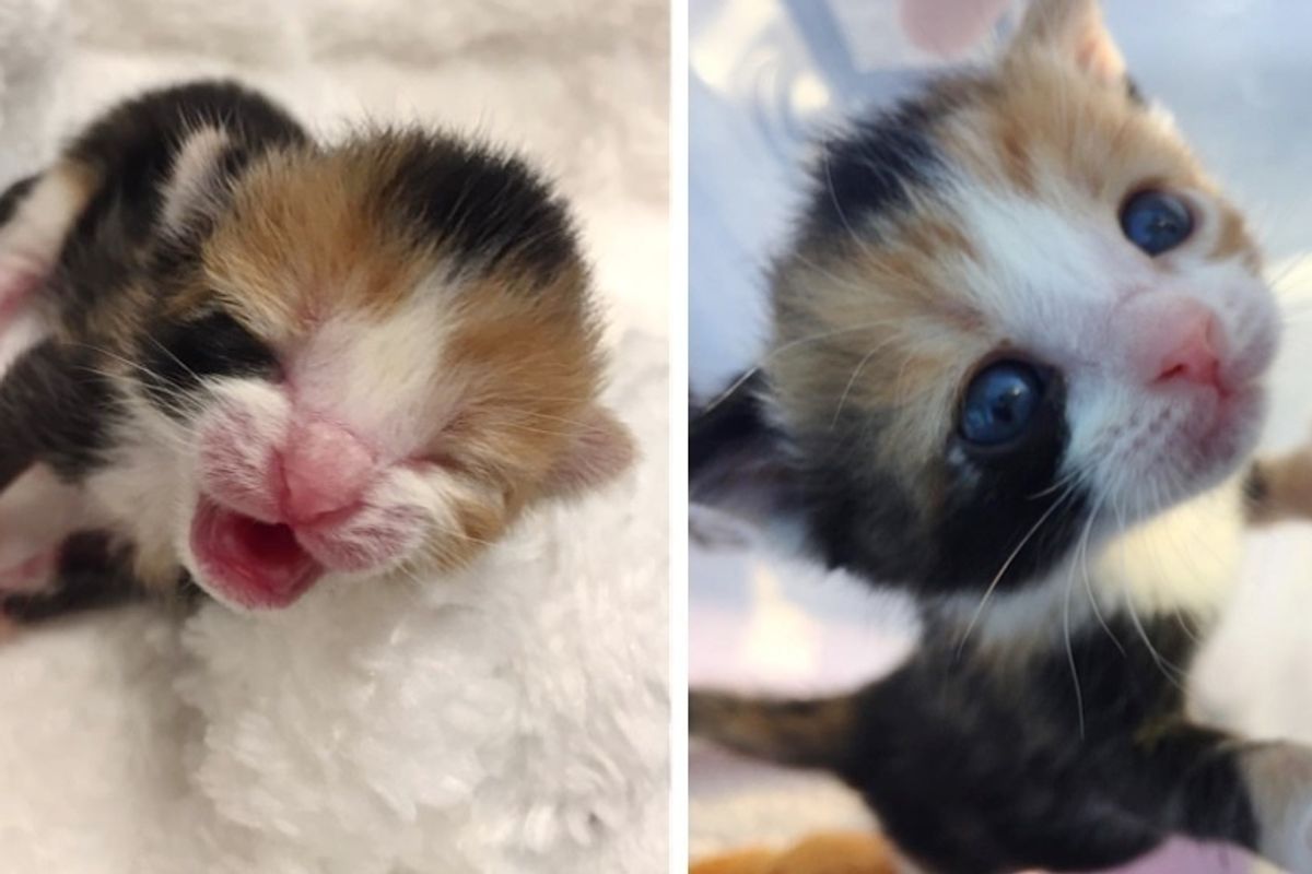 1-day-old Kitten Found on Porch Gets 3 New Siblings To Snuggle with
