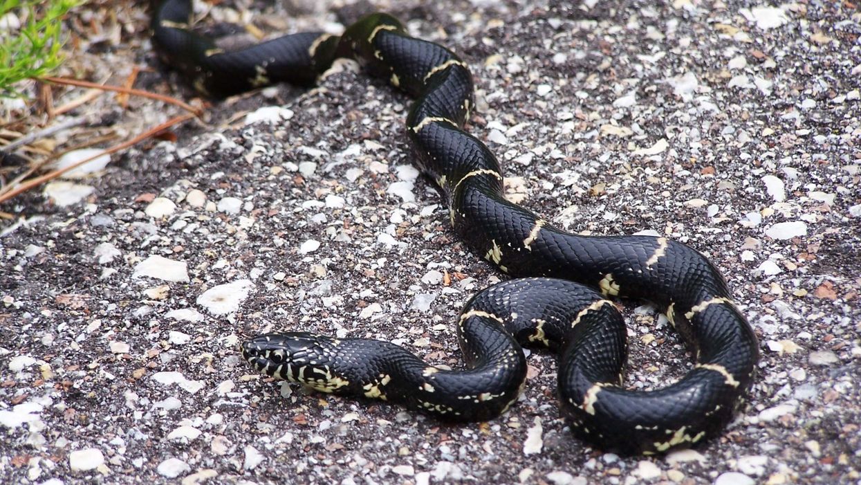 This is why king snakes are amazing. (Really!)