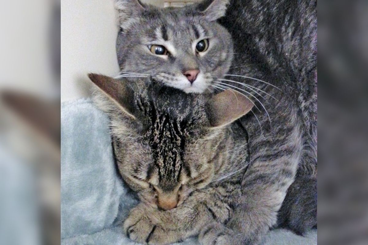 2 Shyest Shelter Cats Find Comfort and Courage in Each Other While Learning to Trust