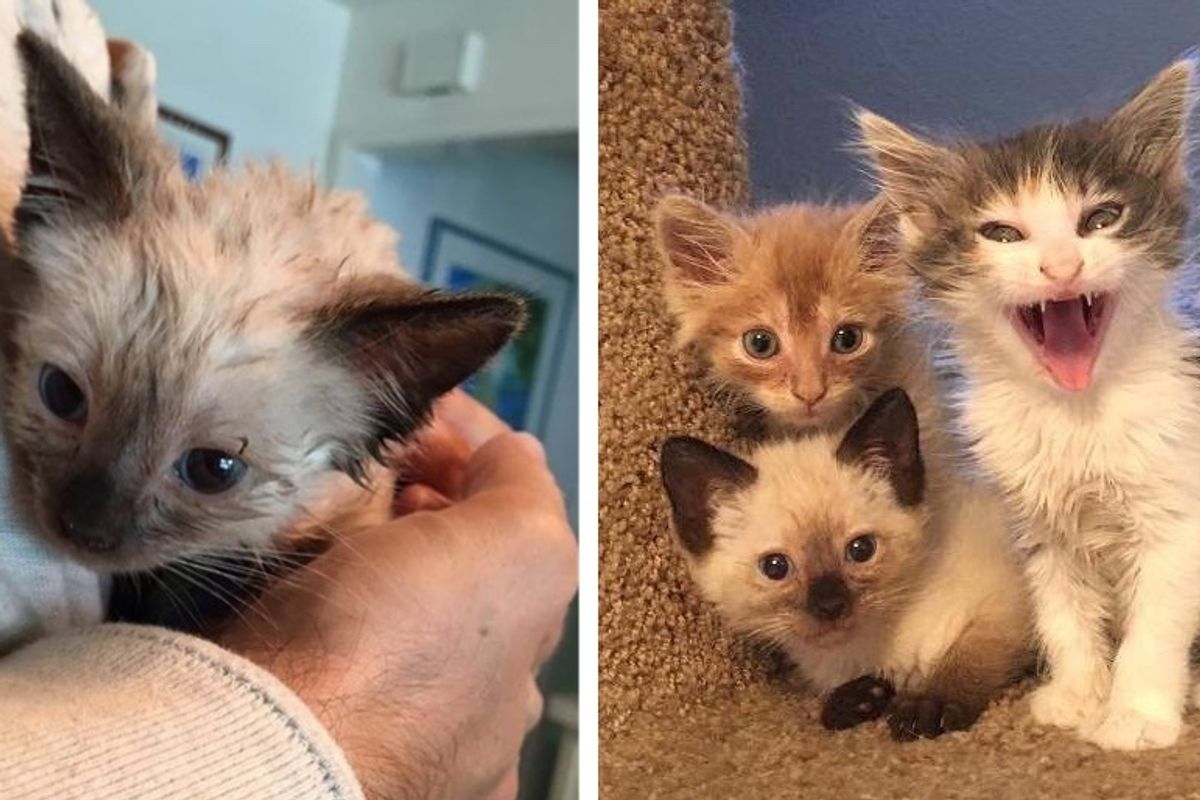 Shy Kittens Rescued from a Field, Find Love and Can't Resist It
