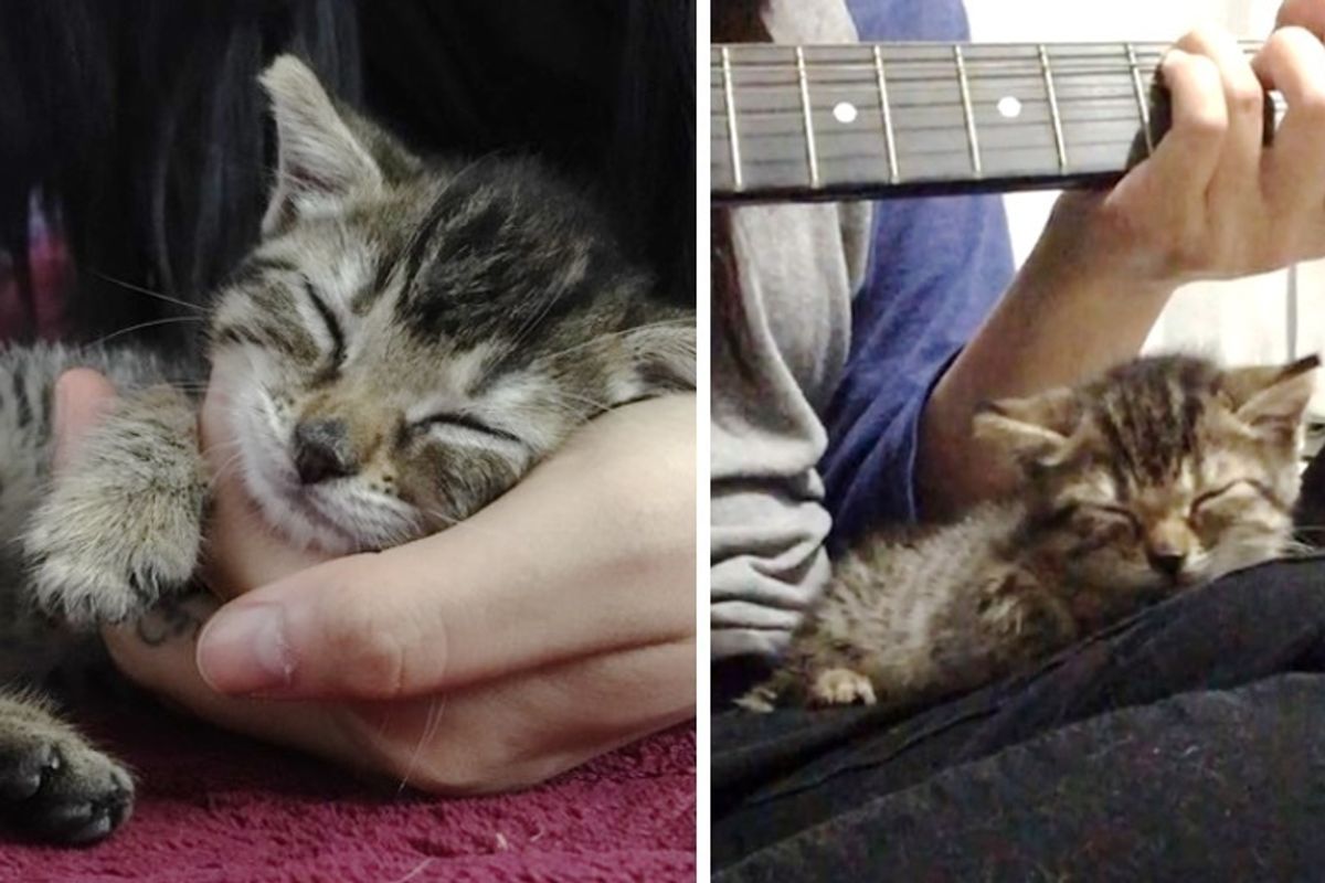 Kitten Rescued as Orphan Finds Comfort When Guitar Plays, and Falls Asleep To It