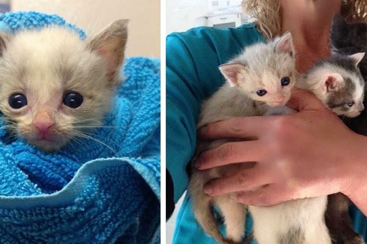 Woman Saves 3 Kittens that No One Wanted and Raises Them into Snugglebugs