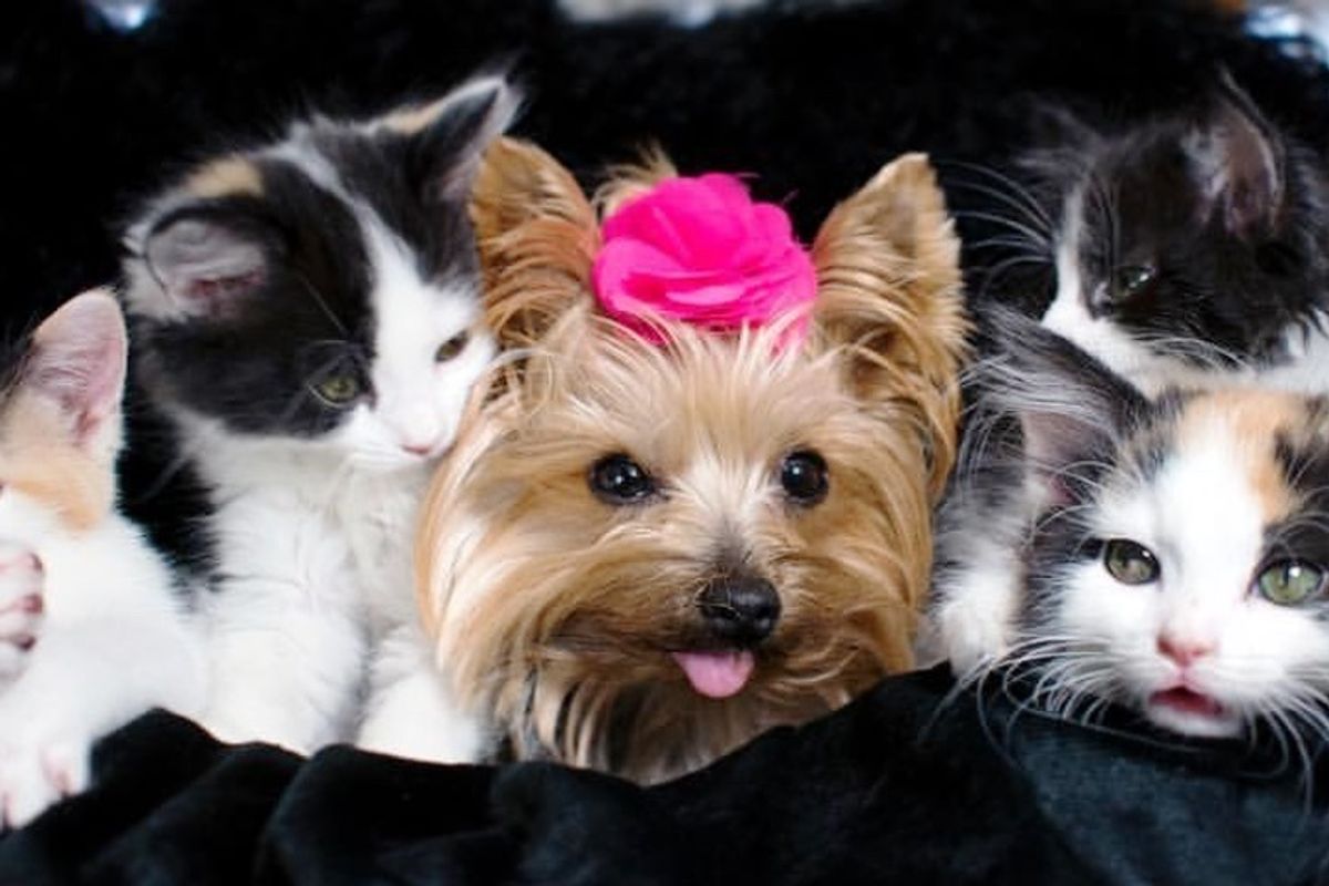 Orphaned Kittens Gravitate to Tiny Dog Who Calms Them and Reminds Them of Mom