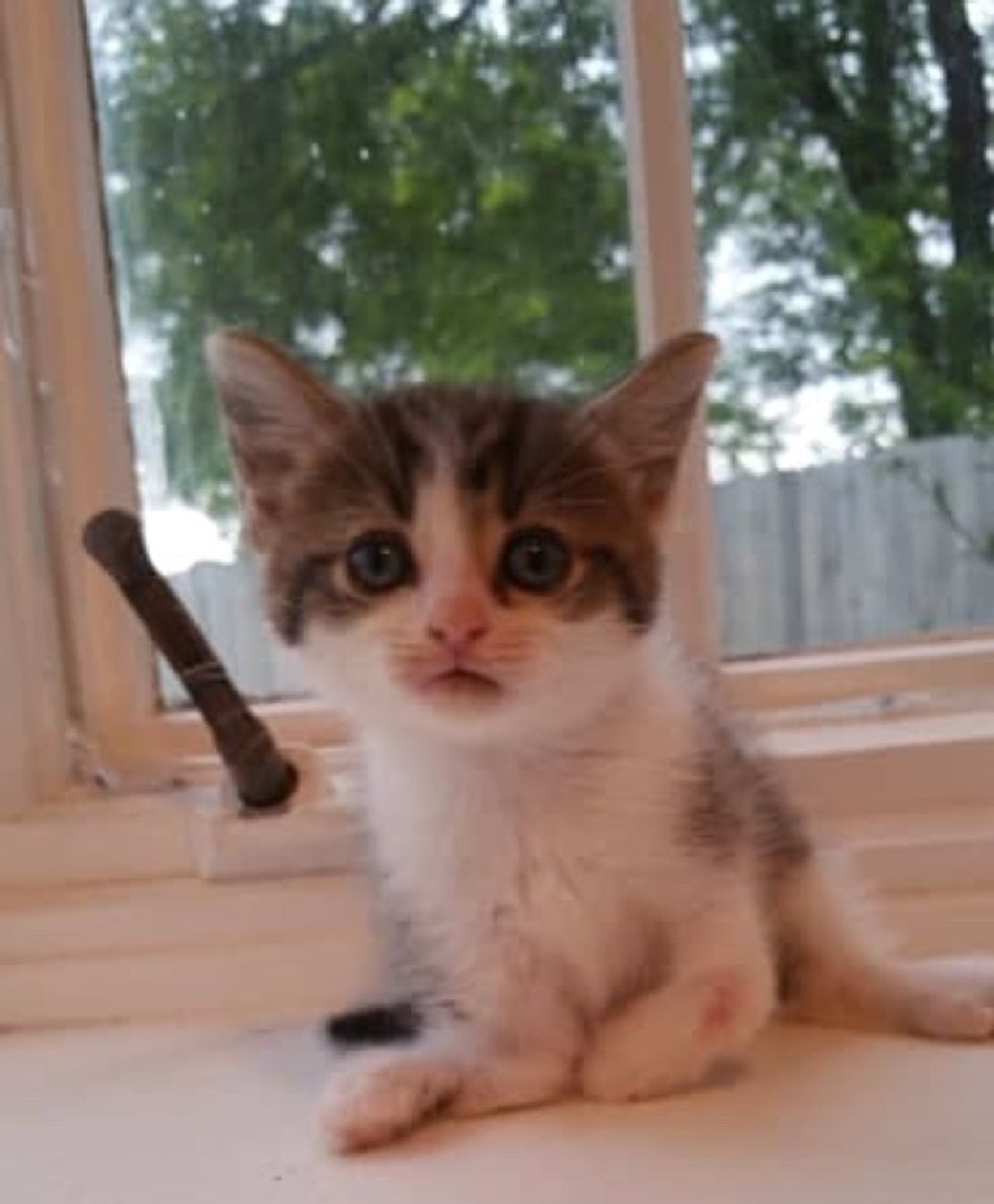 Kitten Stands On 2 Paws Doesn t Let Her Condition Hold Her Back Love Meow
