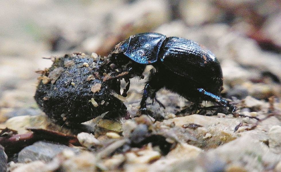 Gli insetti da spiaggia a rischio estinzione