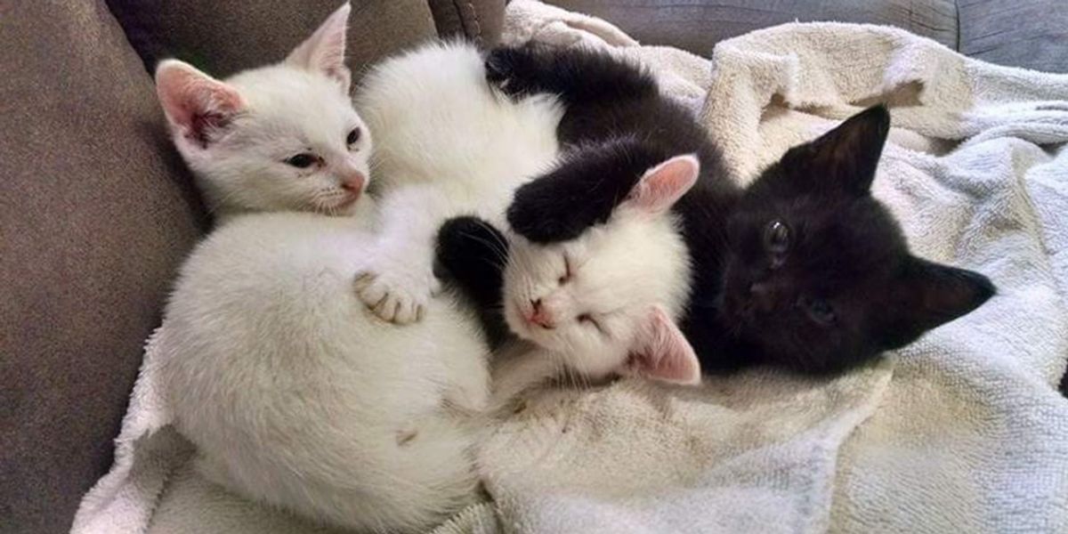 Woman Went to Adopt Two Kittens But Ended Up Rescuing ...