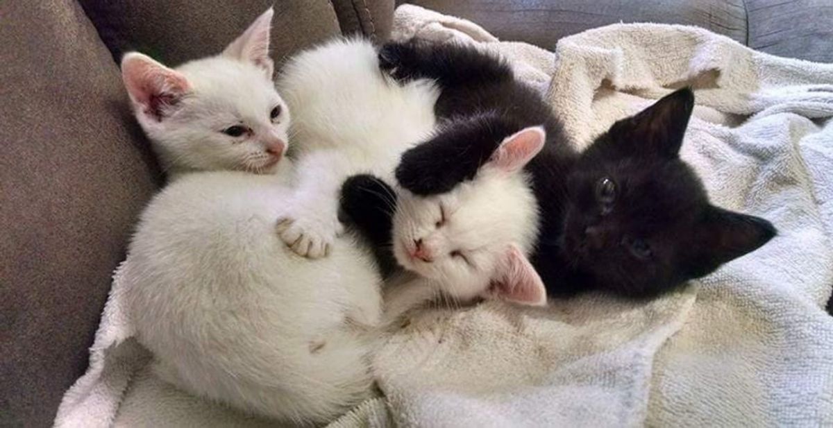 Woman Went to Adopt Two Kittens But Ended Up Rescuing Three